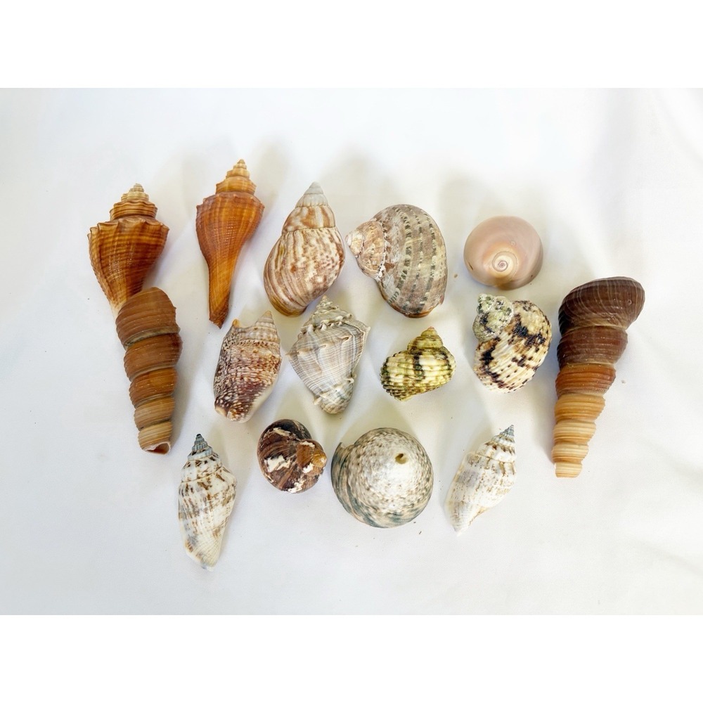 Lot of 15 Assorted Natural Seashells Large Decorative Beach Shell Collection